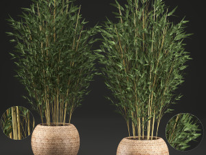 bamboo tree for the interior in basket 638 3D Model