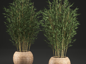 bamboo tree for the interior in basket 638 Modelo 3D