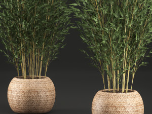 bamboo tree for the interior in basket 638 Modelo 3D