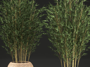 bamboo tree for the interior in basket 638 Modelo 3D