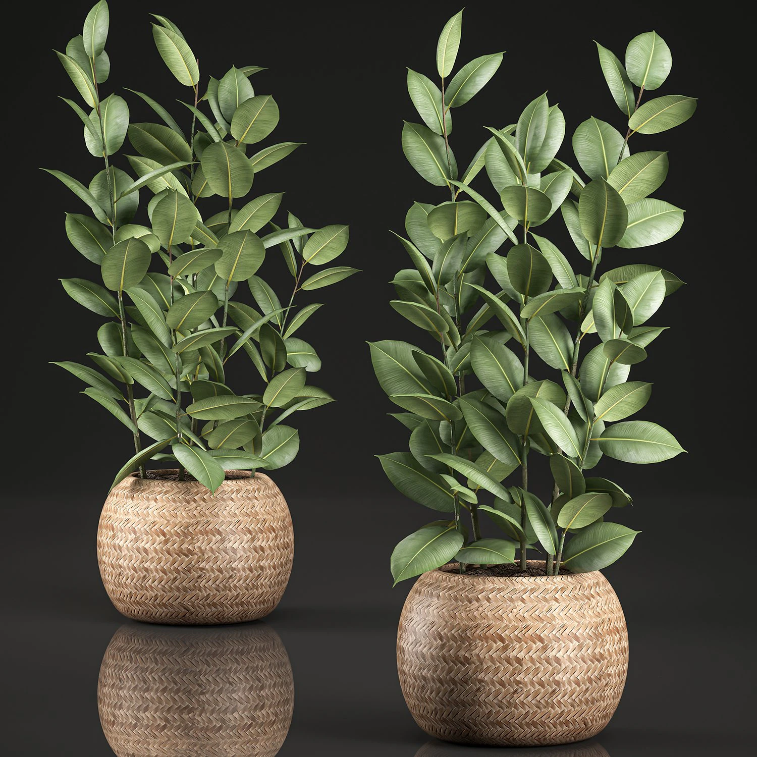 ficus rubbery for the interior in basket 639 3D Model .c4d .max .obj .3ds .fbx .stl .blend 