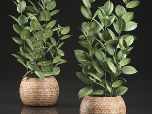 ficus rubbery for the interior in basket 639 3D Model