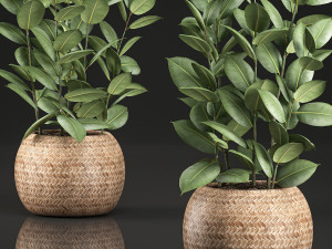 ficus rubbery for the interior in basket 639 Model 3D