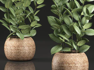 ficus rubbery for the interior in basket 639 3D Model