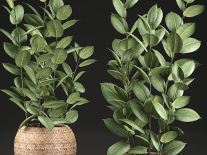 ficus rubbery for the interior in basket 639 Model 3D