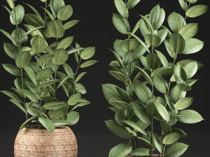 ficus rubbery for the interior in basket 639 3D Model