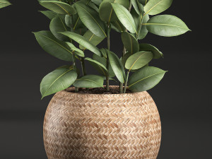 ficus rubbery for the interior in basket 639 Model 3D
