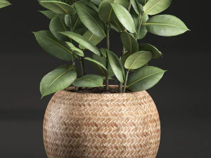 ficus rubbery for the interior in basket 639 3D Model