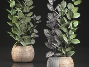 ficus rubbery for the interior in basket 639 Model 3D
