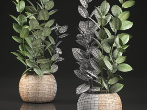 ficus rubbery for the interior in basket 639 3D Model