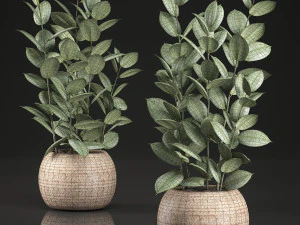 ficus rubbery for the interior in basket 639 3D Model