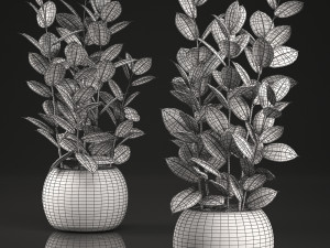ficus rubbery for the interior in basket 639 Model 3D