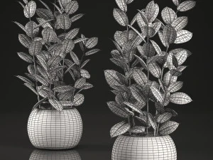 ficus rubbery for the interior in basket 639 3D Model