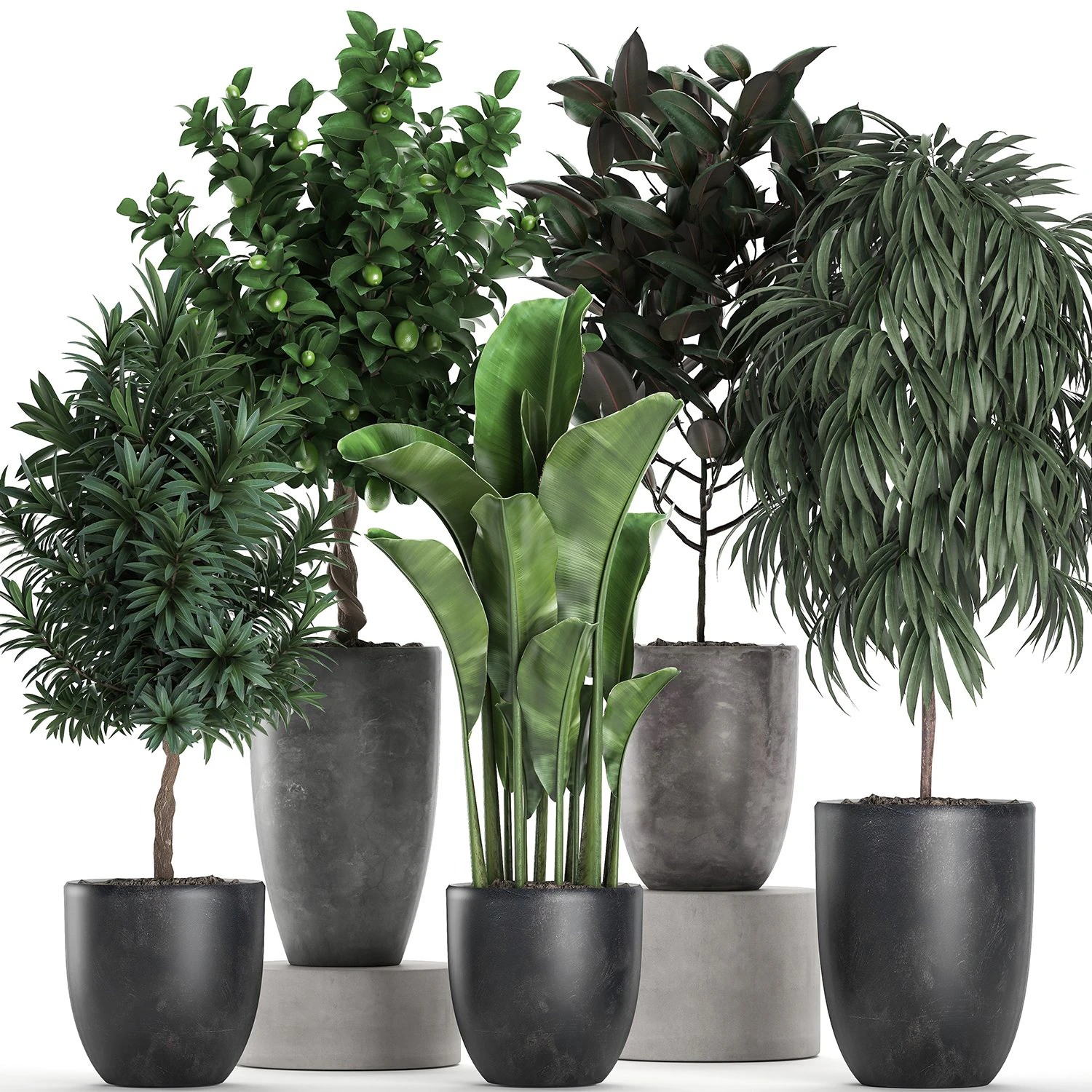 ornamental plants for the interior in black pots 640 3D Model .c4d .max .obj .3ds .fbx .stl .blend 