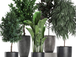 ornamental plants for the interior in black pots 640 3D Model