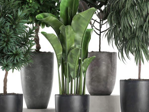 ornamental plants for the interior in black pots 640 3D Model