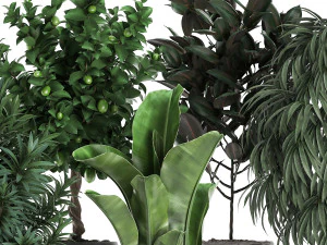 ornamental plants for the interior in black pots 640 3D Model