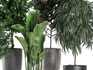 ornamental plants for the interior in black pots 640 3D Model