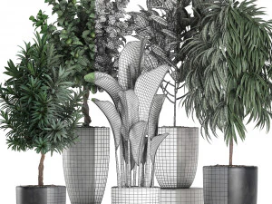 ornamental plants for the interior in black pots 640 3D Model