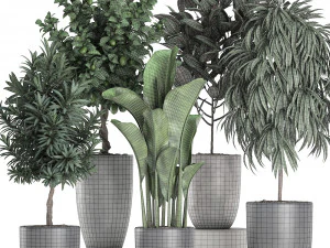ornamental plants for the interior in black pots 640 3D Model