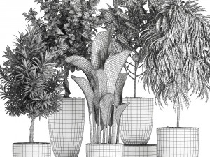 ornamental plants for the interior in black pots 640 3D 모델