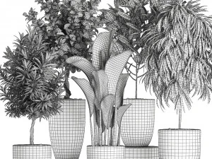 ornamental plants for the interior in black pots 640 3D Model
