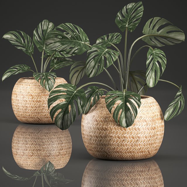 monstera for the interior in basket 641 3D Model .c4d .max .obj .3ds .fbx .stl .blend 