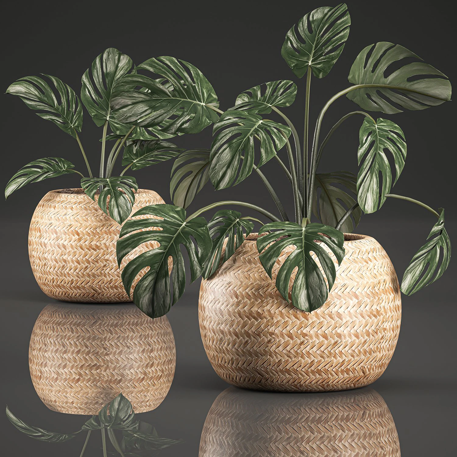 monstera for the interior in basket 641 3D Model .c4d .max .obj .3ds .fbx .stl .blend 