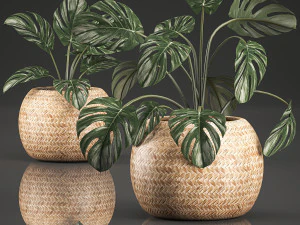 монстера для інтер'єру в кошику 641 3D Модель