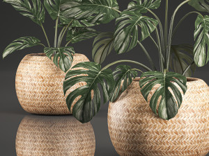 monstera for the interior in basket 641 3D Model