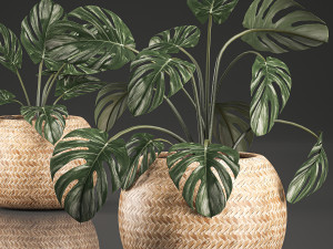monstera for the interior in basket 641 3D Model