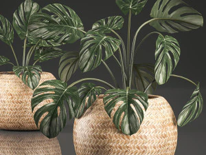 monstera for the interior in basket 641 3D Model