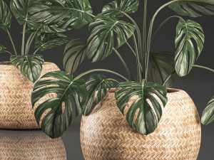 monstera for the interior in basket 641 3D Model