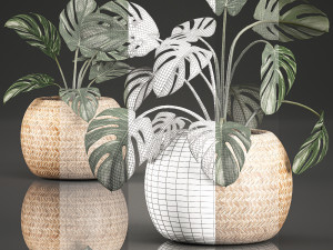 monstera for the interior in basket 641 3D Model