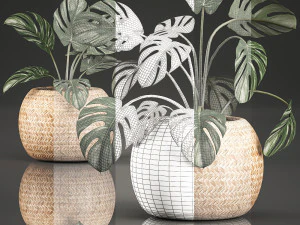 monstera for the interior in basket 641 3D Model