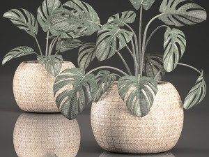 monstera for the interior in basket 641 3D Model