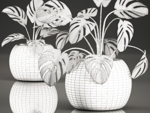 monstera for the interior in basket 641 3D Model