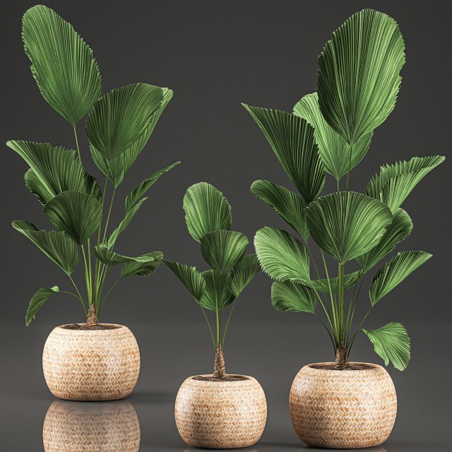 licuala for the interior in basket 642 Model 3D .c4d .max .obj .3ds .fbx .stl .blend 