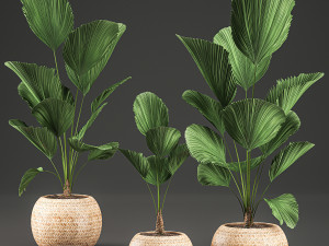 licuala for the interior in basket 642 Modèle 3D