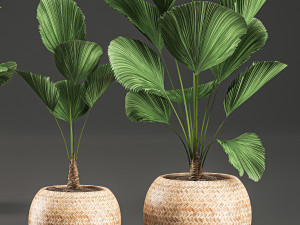 licuala for the interior in basket 642 Model 3D