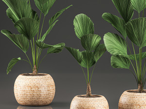 licuala for the interior in basket 642 Model 3D