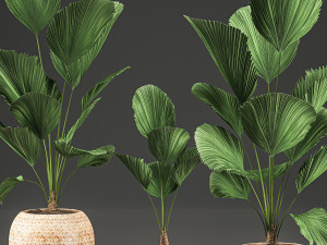 licuala for the interior in basket 642 Model 3D