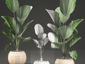 licuala for the interior in basket 642 Model 3D