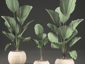licuala for the interior in basket 642 Model 3D