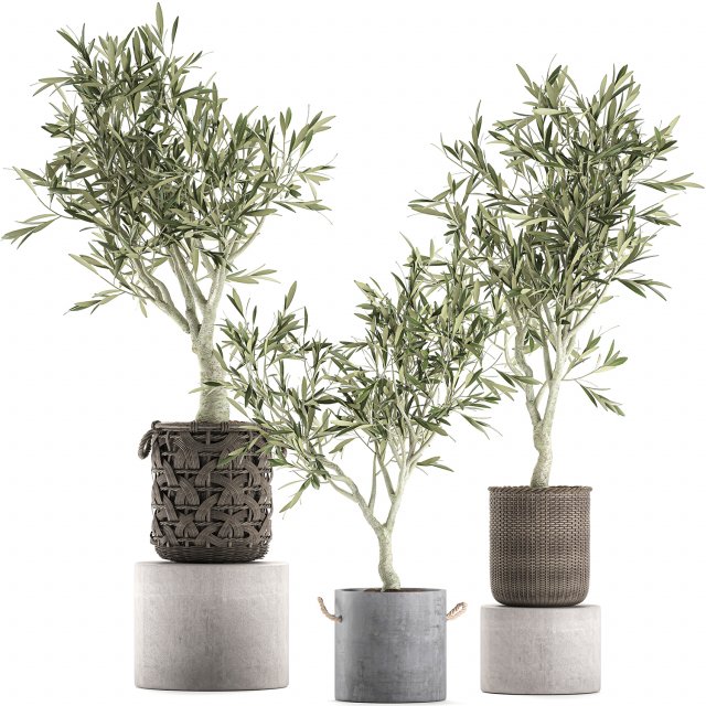 olive tree for the interior in basket 643 3D Model .c4d .max .obj .3ds .fbx .stl .blend 