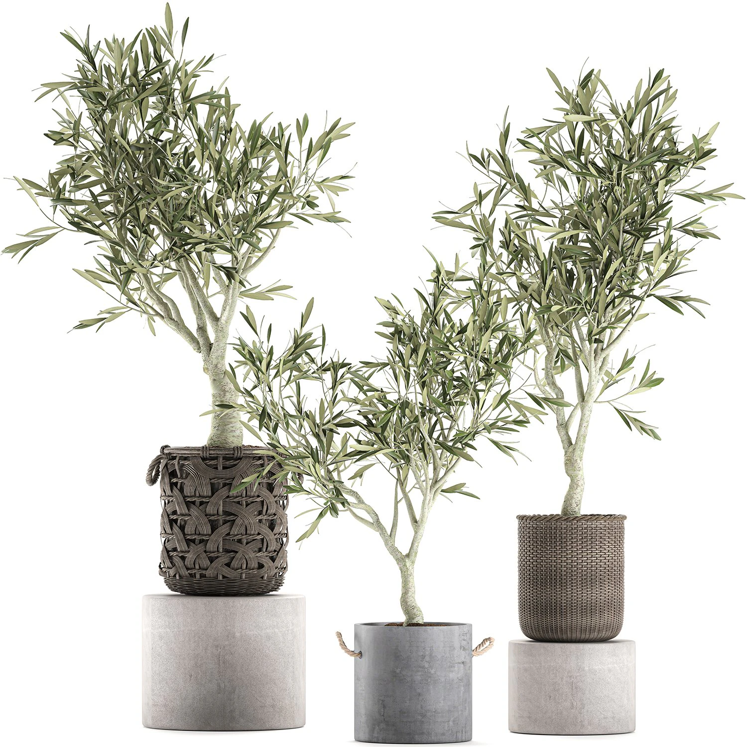 olive tree for the interior in basket 643 3D Model .c4d .max .obj .3ds .fbx .stl .blend 