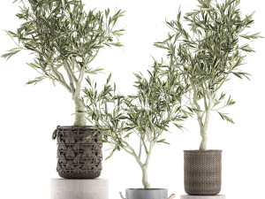 olive tree for the interior in basket 643 3D Model
