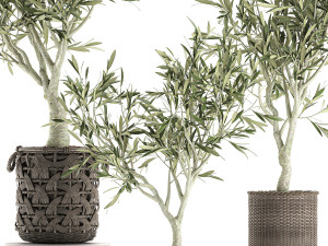 olive tree for the interior in basket 643 3D Model