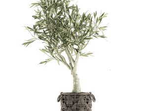olive tree for the interior in basket 643 3D Model