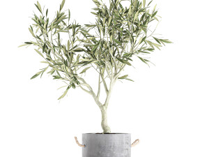olive tree for the interior in basket 643 3D Model